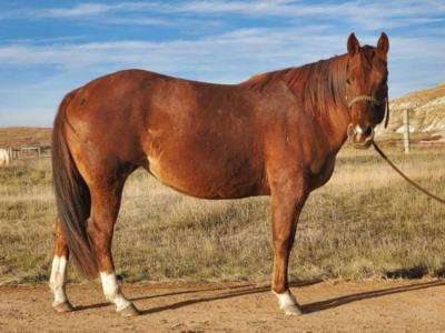 Del Rio Bartender JW <BR> AQHA 6033650